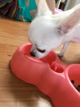 [펫토리아]배피 고양이,빌리강아지 대용량주식캔 — 4점을 준 리뷰어가 2019년 7월 올린 사용 사진