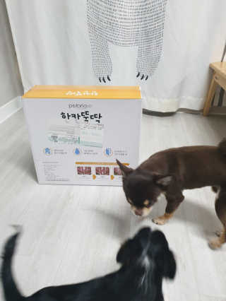[펫토리아] BEST 한칸뚝딱 플라스틱 울타리 — 5점을 준 리뷰어가 2019년 1월 올린 사용 사진
