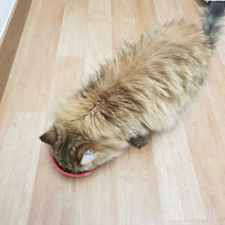 [펫토리아]토로토로 고양이 주식캔 — 5점을 준 리뷰어가 2019년 8월 올린 사용 사진