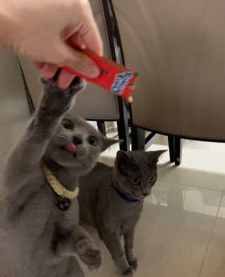 펫토리아 짜먹는 토로토로 고양이 파우치 간식 — 5점을 준 리뷰어가 2019년 6월 올린 사용 사진