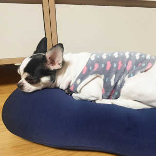 까사앤지오 요술베개 스페셜 에디션 — 5점을 준 리뷰어가 2020년 2월 올린 사용 사진