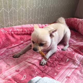 [펫토리아] 뚝딱뚝딱 400g 강아지 간식 베스트5종 — 5점을 준 리뷰어가 2019년 1월 올린 사용 사진