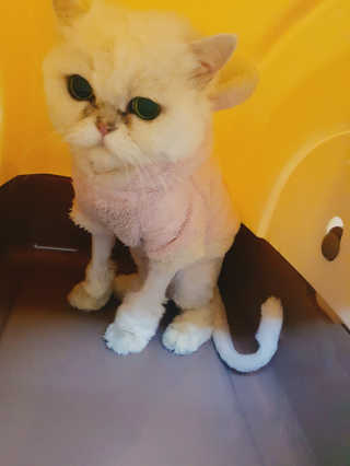 [펫토리아] BEST 한큐뚝딱 고양이 후드형 화장실 — 5점을 준 리뷰어가 2019년 1월 올린 사용 사진