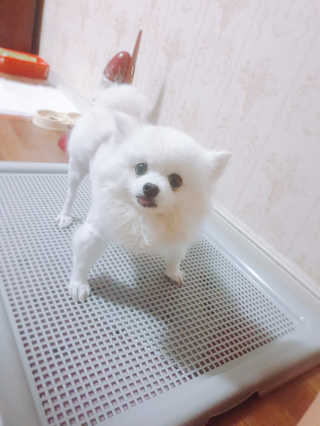 [펫토리아] 한판뚝딱 강아지 배변판 실속형,초대형 — 5점을 준 리뷰어가 2019년 6월 올린 사용 사진