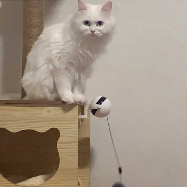 옥희독희 캣요요볼 리뷰 사진