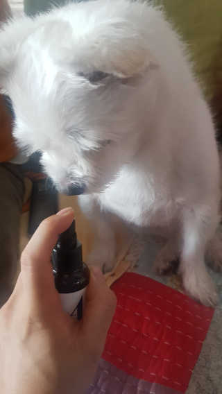 강아지스토리 포인원 모이스처 미스트 100ml — 5점을 준 리뷰어가 2018년 11월 올린 사용 사진