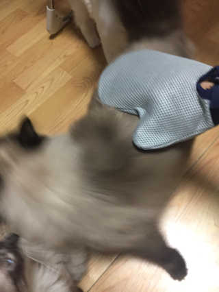 Four paws 리뉴얼 포포즈 매직코트 털 제거 브러쉬 — 3점을 준 리뷰어가 2018년 8월 올린 사용 사진