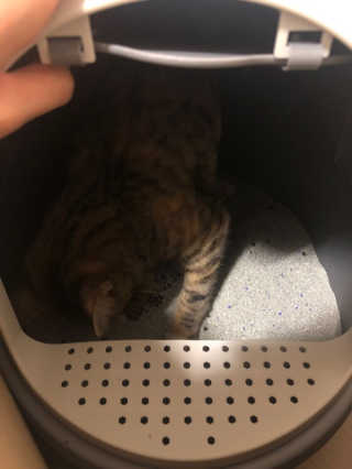 채꽃신님이 올린 리뷰 사진 3