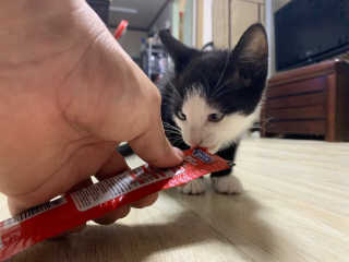 펫토리아 짜먹는 토로토로 고양이 파우치 간식 — 5점을 준 리뷰어가 2019년 6월 올린 사용 사진
