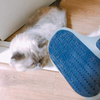 Four paws 리뉴얼 포포즈 매직코트 털 제거 브러쉬 — 4점을 준 리뷰어가 2018년 8월 올린 사용 사진