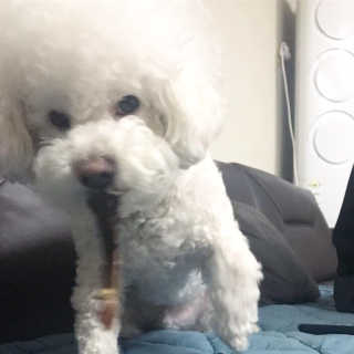 [펫토리아] 한입뚝딱 강아지 수제간식 BEST 5종 — 5점을 준 리뷰어가 2019년 2월 올린 사용 사진