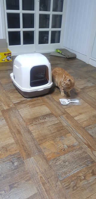 [펫토리아] BEST 한큐뚝딱 고양이 후드형 화장실 — 4점을 준 리뷰어가 2019년 1월 올린 사용 사진