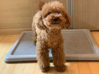 [펫토리아] 한판뚝딱 강아지 배변판 실속형,초대형 — 4.5점을 준 리뷰어가 2019년 6월 올린 사용 사진
