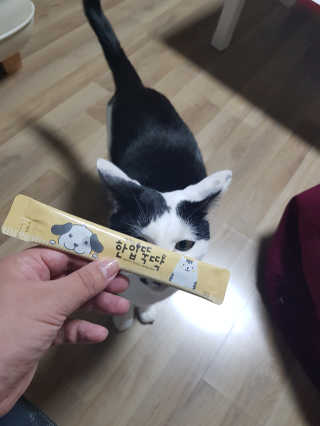 [펫토리아] 강아지,고양이겸용 짜먹는 한입뚝딱 — 4점을 준 리뷰어가 2019년 2월 올린 사용 사진