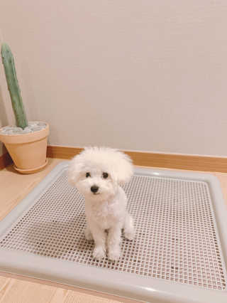 [펫토리아] 한판뚝딱 강아지 배변판 실속형,초대형 — 5점을 준 리뷰어가 2019년 5월 올린 사용 사진