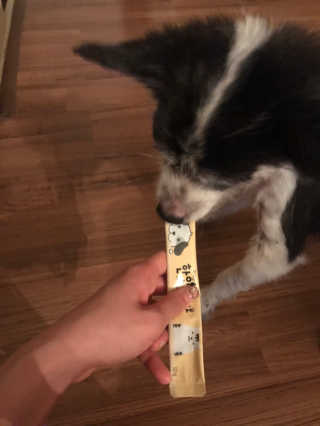 [펫토리아]짜먹는 한입뚝딱 강아지.고양이 마약간식 — 4.5점을 준 리뷰어가 2019년 8월 올린 사용 사진