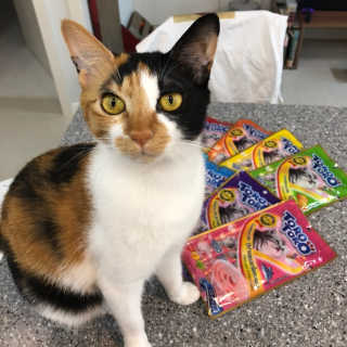 펫토리아 짜먹는 토로토로 고양이 파우치 간식 — 5점을 준 리뷰어가 2019년 6월 올린 사용 사진