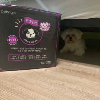 펫토리아 한장뚝딱 NEW 프리미엄 국내산 배변패드 — 5점을 준 리뷰어가 2019년 5월 올린 사용 사진