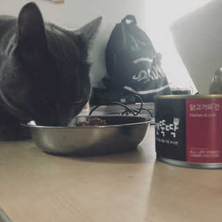 [펫토리아] BEST 한캔뚝딱 고양이 주식캔 — 4점을 준 리뷰어가 2019년 3월 올린 사용 사진