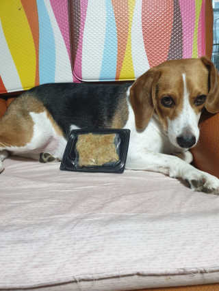 beaglelove님이 올린 리뷰 사진 1