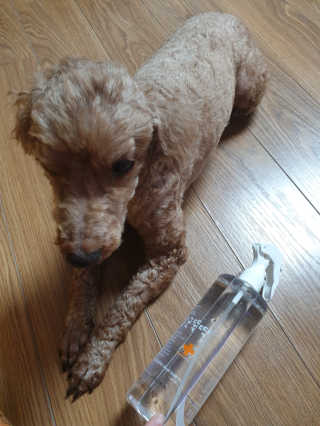 [펫토리아]살균뚝딱 강아지 고양이 살균소독제 탈취제 — 5점을 준 리뷰어가 2019년 10월 올린 사용 사진