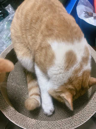 만쟈님님이 올린 리뷰 사진 2