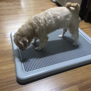 [펫토리아] 한판뚝딱 강아지 배변판 실속형,초대형 — 5점을 준 리뷰어가 2019년 4월 올린 사용 사진