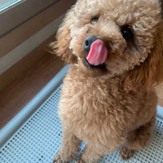[펫토리아] 한판뚝딱 강아지 배변판 실속형,초대형 — 5점을 준 리뷰어가 2019년 6월 올린 사용 사진