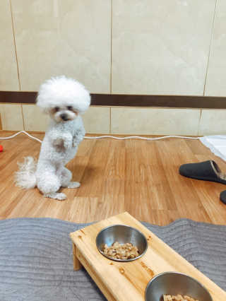 [펫토리아] 맛도 영양도 BEST 한끼뚝딱 강아지 사료 — 5점을 준 리뷰어가 2019년 4월 올린 사용 사진