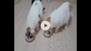 동원 참치킹 고양이 캔 12개입 — 5점을 준 리뷰어가 2018년 10월 올린 사용 사진
