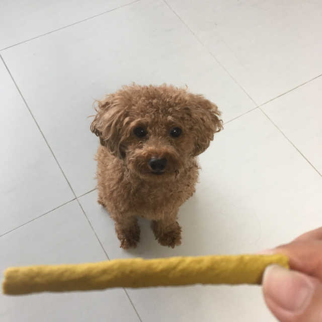 [펫토리아] 한입뚝딱 BEST 간식 set 리뷰 사진