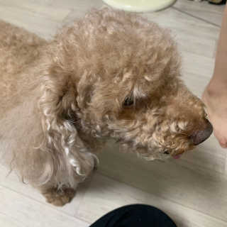 0.8L 공팔데이 0원하라 [퀴즈 이벤트] — 1점을 준 리뷰어가 2019년 7월 올린 사용 사진