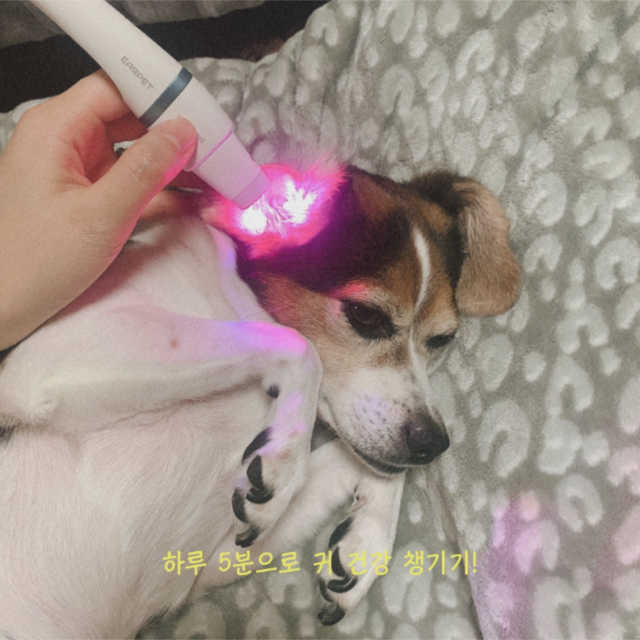 이어펫 리뷰 사진