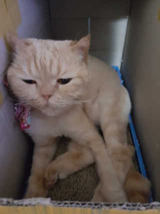 펫토리아 짜먹는 토로토로 고양이 파우치 간식 — 5점을 준 리뷰어가 2019년 6월 올린 사용 사진