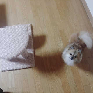 [펫토리아] 한탭뚝딱 강아지계단 BEST 모음 — 5점을 준 리뷰어가 2019년 1월 올린 사용 사진
