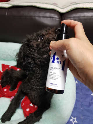 강아지스토리 포인원 모이스처 미스트 100ml — 5점을 준 리뷰어가 2018년 10월 올린 사용 사진