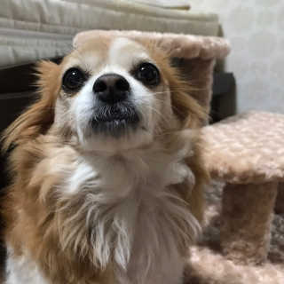 [펫토리아] 한탭뚝딱 강아지계단 BEST 모음 — 5점을 준 리뷰어가 2019년 1월 올린 사용 사진