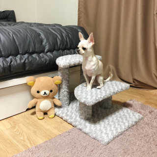 [펫토리아] 한탭뚝딱 강아지계단 BEST 모음 — 5점을 준 리뷰어가 2019년 1월 올린 사용 사진