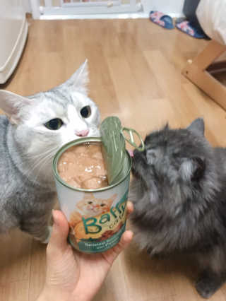[펫토리아]배피 고양이,빌리강아지 대용량주식캔 — 4점을 준 리뷰어가 2019년 7월 올린 사용 사진