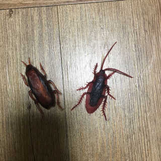 꼰똘잉님이 올린 리뷰 사진 1