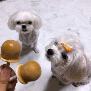닥터할리펫밀크 8종 — 5점을 준 리뷰어가 2019년 10월 올린 사용 사진