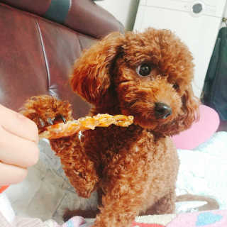 [펫토리아] 뚝딱뚝딱 400g 강아지 간식 베스트5종 — 5점을 준 리뷰어가 2019년 1월 올린 사용 사진