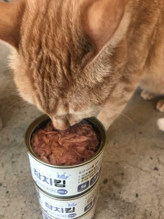 동원 참치킹 고양이 캔 12개입 — 5점을 준 리뷰어가 2018년 10월 올린 사용 사진