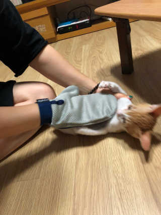 Four paws 리뉴얼 포포즈 매직코트 털 제거 브러쉬 — 3점을 준 리뷰어가 2018년 8월 올린 사용 사진