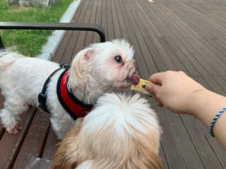 [펫토리아]짜먹는 한입뚝딱 강아지.고양이 마약간식 — 4점을 준 리뷰어가 2019년 7월 올린 사용 사진