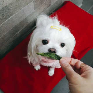 펫테라피 플레이트 야채품은 하루황태 — 5점을 준 리뷰어가 2020년 1월 올린 사용 사진