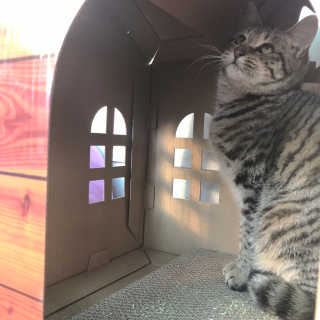 [펫토리아] 한발뚝딱 고양이 스크래쳐 BEST상품 — 5점을 준 리뷰어가 2019년 2월 올린 사용 사진