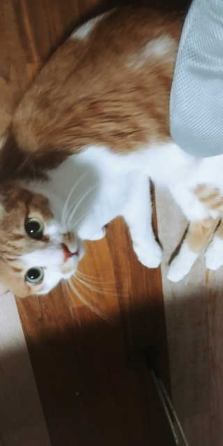 Four paws 리뉴얼 포포즈 매직코트 털 제거 브러쉬 — 4점을 준 리뷰어가 2018년 8월 올린 사용 사진