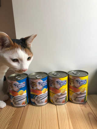 [펫토리아]토로토로 고양이 주식캔 — 5점을 준 리뷰어가 2019년 8월 올린 사용 사진