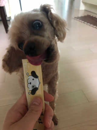 [펫토리아]짜먹는 한입뚝딱 강아지.고양이 마약간식 — 4점을 준 리뷰어가 2019년 7월 올린 사용 사진